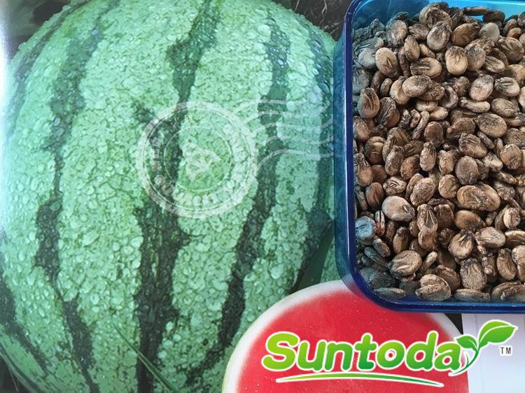 Suntoday watermelon seeds(11001)