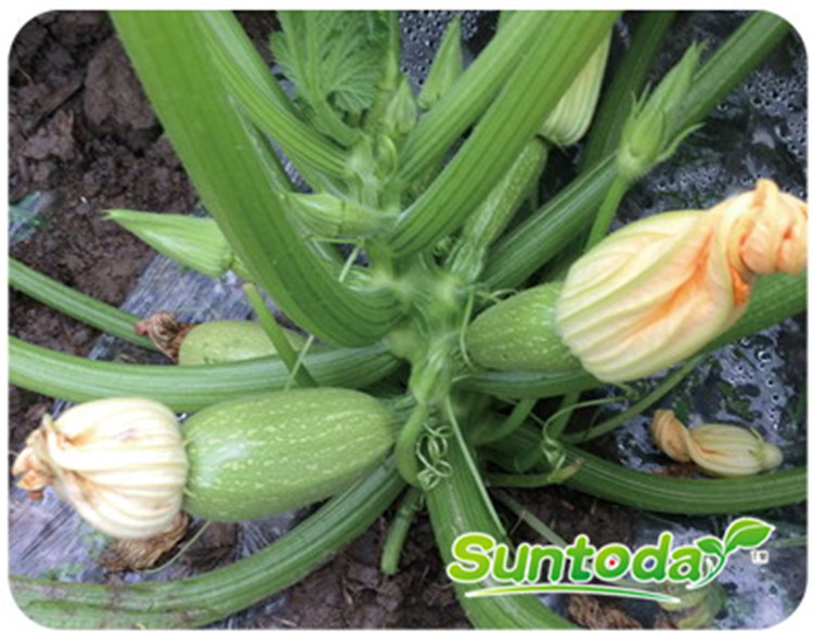 <b>Suntoday lamp squash seeds(17008)</b>