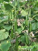 <b>Suntoday small cucumber seeds(13013)</b>