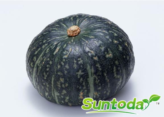 <b>Suntoday pumpkin hybrid seeds F1,Japanese Pumpkin, </b>