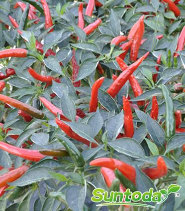 <b>Suntoday up hot chilli seeds (21002)</b>