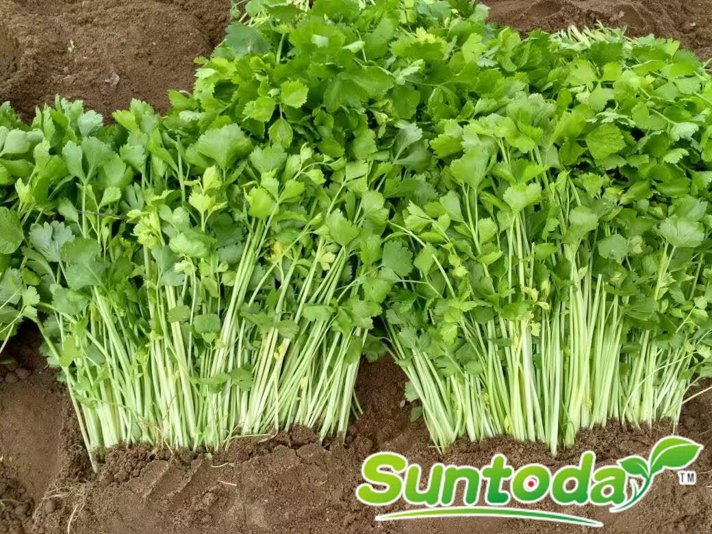 Suntoday orientalcelery Chinese celery seeds（34001）