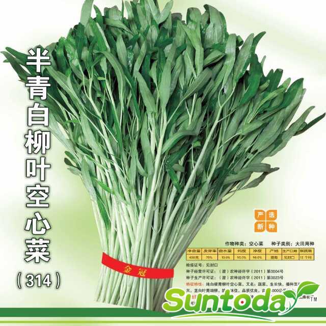 Suntoday big stem green leaf  Ceylon Spinach, Slippery Veget