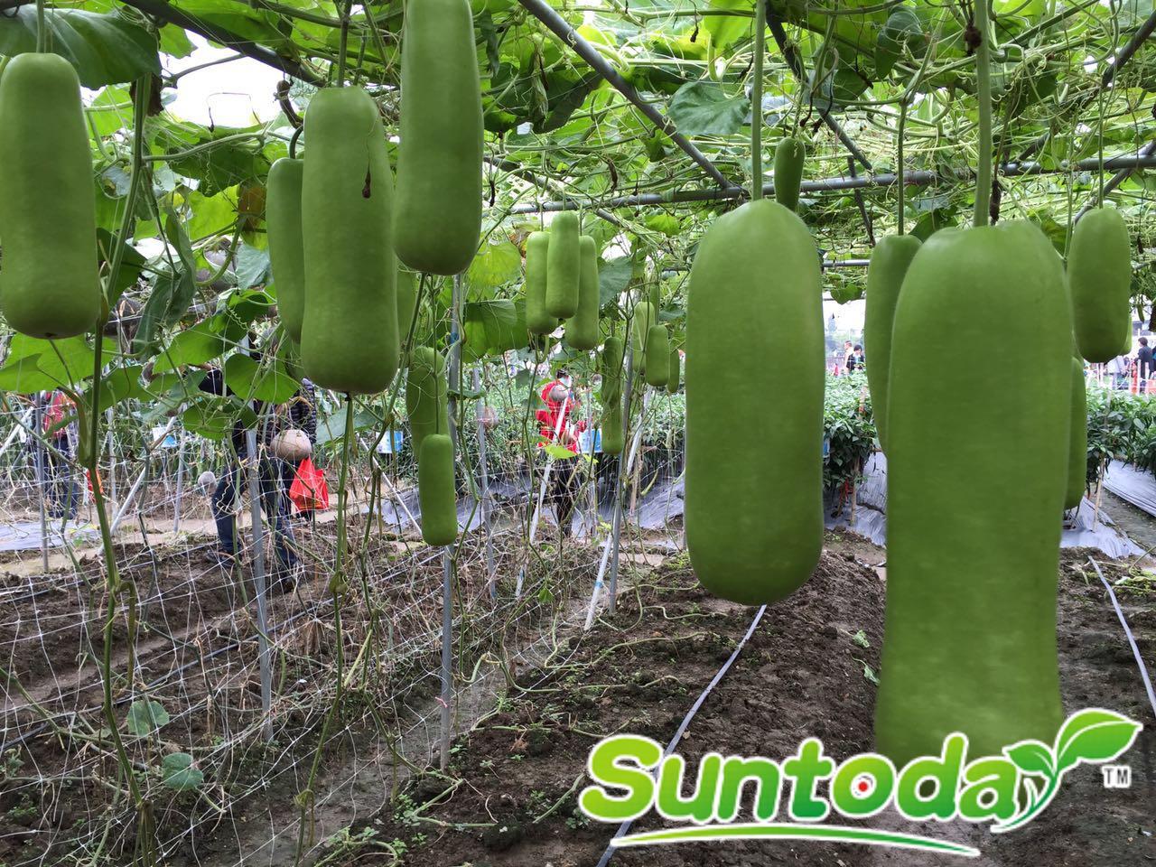 Suntoday bottle gourd seeds Chinese Asian vegetable seeds(16