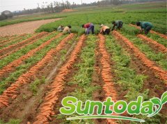 Suntoday red carrot seeds Asian vegetable seeds Chinese seed