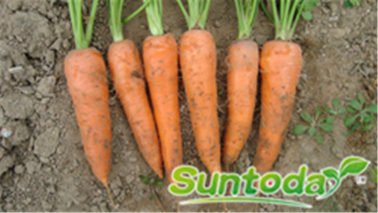 Suntoday good germination red flesh red root carrot seeds(51