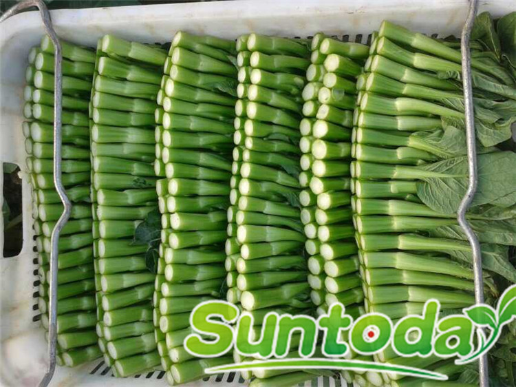 Suntoday dark green crisp export to hongkong quality choysum