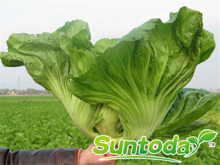 Suntoday early mature resisant to heat Asian vegetable orien