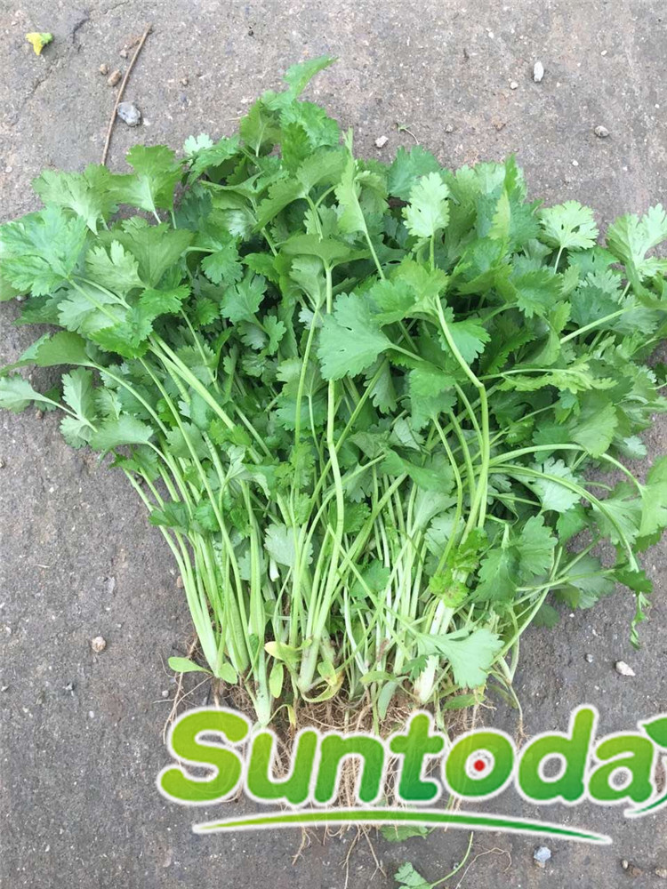 Suntoday coriander Chinese Parsley, Cilantro, Cellender seed