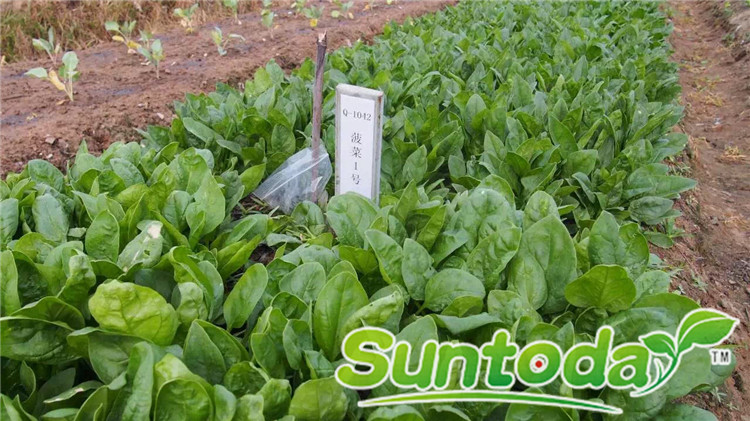 Suntoday dark green half sharp round oriental spianch seeds(