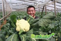 Suntoday caulflower late mature cauli loose type white ball