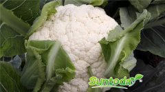 Suntoday caulflower mid mature cauli tighthead type white ba