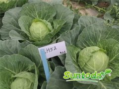 Suntoday heat cabbage seeds(31004)