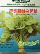 Suntoay White Amaranth  Amaranthus Mangostanus L. seeds(A400