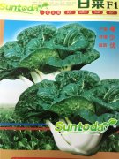 Suntoday cabbage Chinese White Cabbage, Chinese Chard, Chine