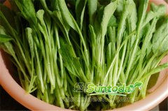 Suntoday radish seeds for leaf only (52003)