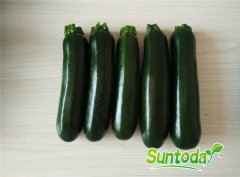 Suntoday dark green squash seeds(17003)