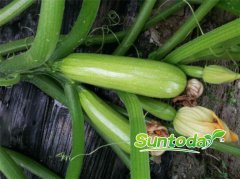 Suntoday light green squash seeds(17007)