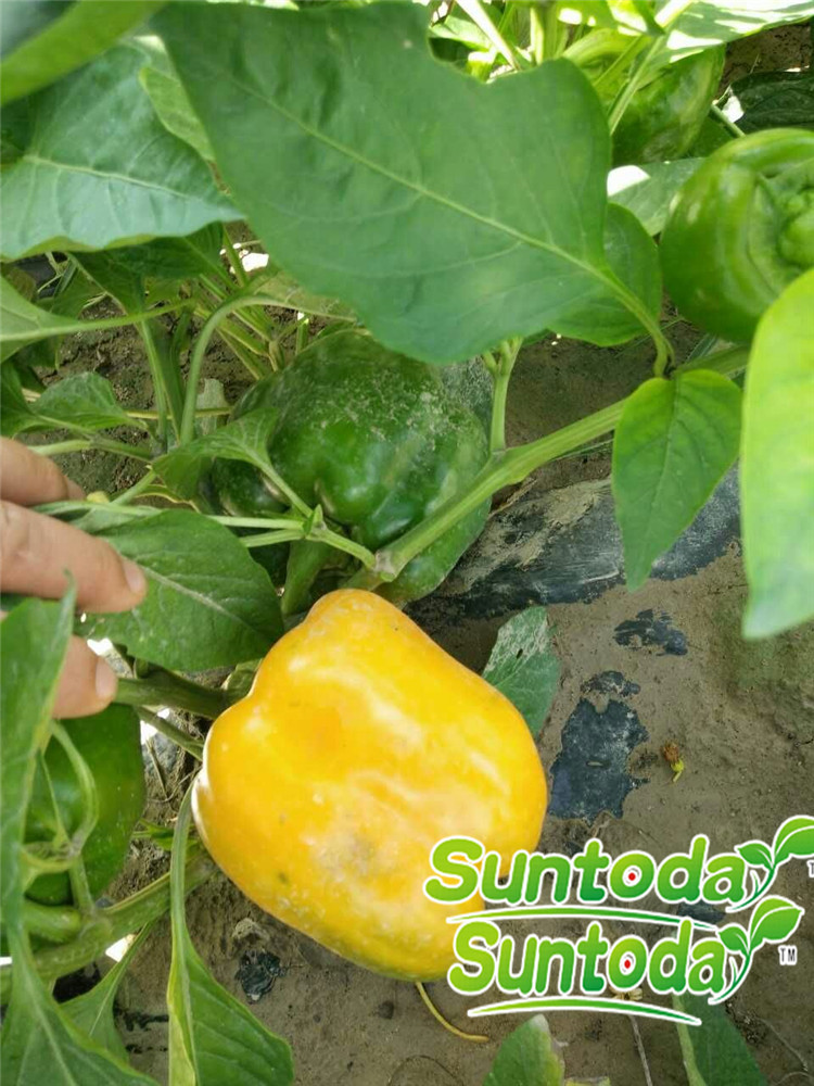 Yellow bell pepper seeds(21003)