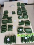 Suntoday hybrid cucumber seeds(13014)