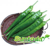 Hot pepper seeds chillli seeds (21005)