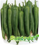 <b>Hot pepper seeds hot chilli seeds(21006)</b>