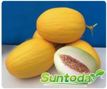 <b>Suntoday melon seeds(18001)</b>