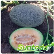 <b>Suntoday melon seeds (18002)</b>