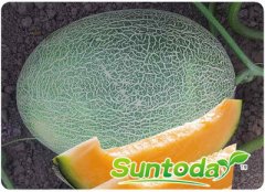 Suntoday melon seeds(18004)