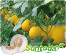 Suntoday melon seeds(18007)