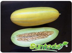 Suntoday melon seeds(18005)