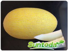 Suntoday melon seeds(18006)