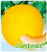 Suntoday melon seeds(18008)