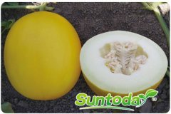 <b>Suntoday melon seeds(18009)</b>