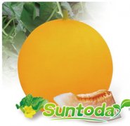 Suntoday melon seeds(18010)