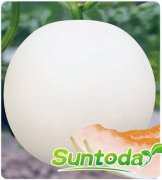 Suntoday melon seeds(18014)