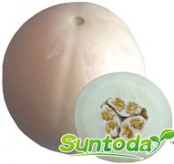 Suntoday melon seeds(18012)