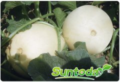 <b>Suntoday melon seeds(18013)</b>