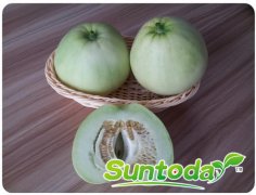 Suntoday melon seeds(18016)