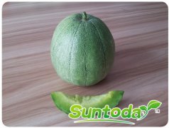 Suntoday  melon seeds(18017)