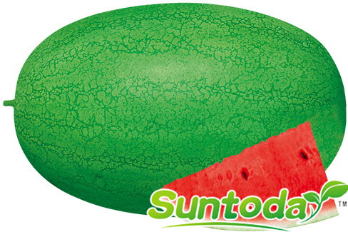 Suntoday water melon seeds(11002)