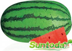 <b>Suntoday water melon seeds(11011)</b>