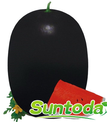 <b>Black oblong water melon seeds(11012)</b>