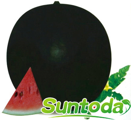 Suntoday watermelon seeds(11005)