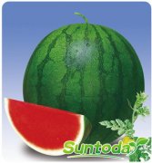 <b>Seedsless water melon seeds(11014)</b>