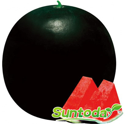 <b>Seedsless black water melon seeds(11004)</b>