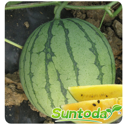 Gift watermelon seeds(11017)