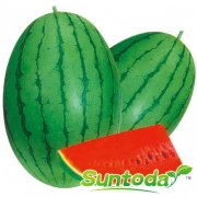 Suntoday  Ice box type water melon seeds(11017)