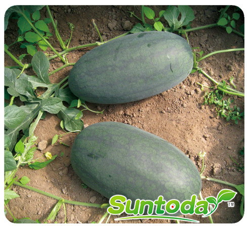 Ice box type watermelon seeds(11015)