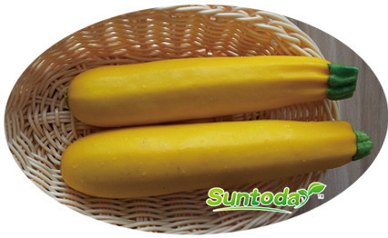 Yellow long squash seeds(17004)